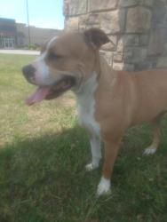 Found/Stray Female Dog last seen Exit 85 christmasville road exit., Jackson, TN 38301