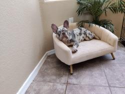 Reunited Male Dog last seen Near to 520 West Anderson Ave , Phoenix, AZ 85023