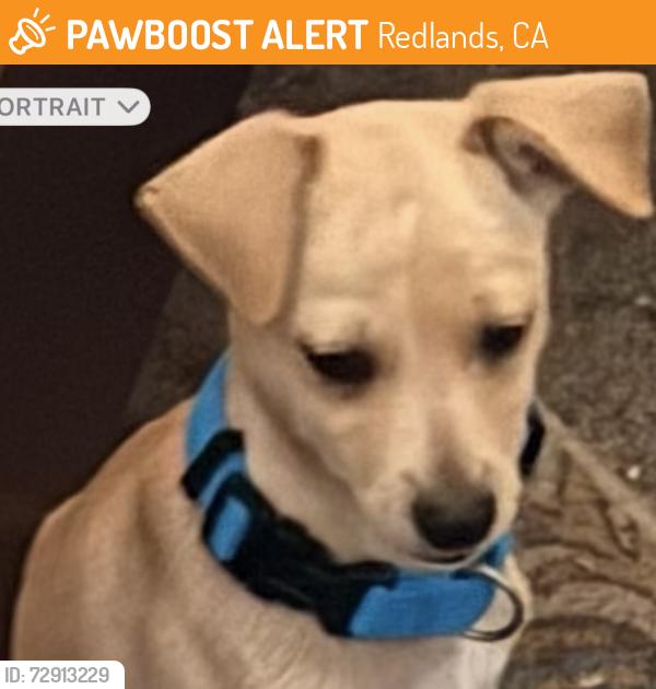 Found/Stray Male Dog last seen Orange Street/Brockton, Redlands, CA 92374