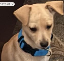 Found/Stray Male Dog last seen Orange Street/Brockton, Redlands, CA 92374