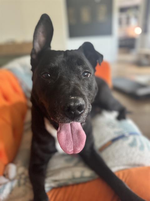 Shelter Stray Male Dog last seen Near , Indianapolis, IN 46221
