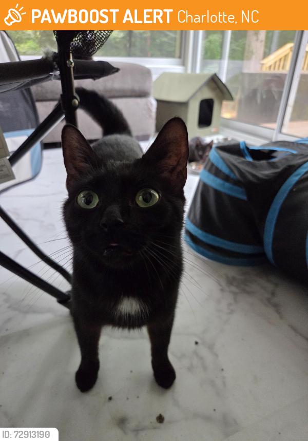 Found/Stray Female Cat last seen Stonefield Dr & W Sugar Creek Road, Charlotte, NC 28269