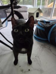 Found/Stray Female Cat last seen Stonefield Dr & W Sugar Creek Road, Charlotte, NC 28269