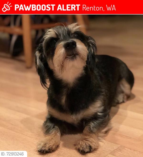 Lost Female Dog last seen SE 148th St, Renton, WA 98059