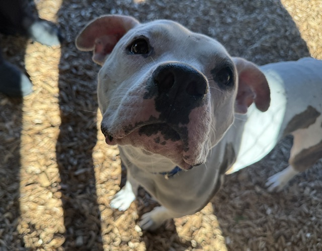 Shelter Stray Female Dog last seen Near BLOCK REITEN RD, KENT WA 98030, Kent, WA 98032