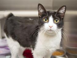 Shelter Stray Female Cat last seen Near BLOCK N 13TH ST, Phoenix, AZ 85008