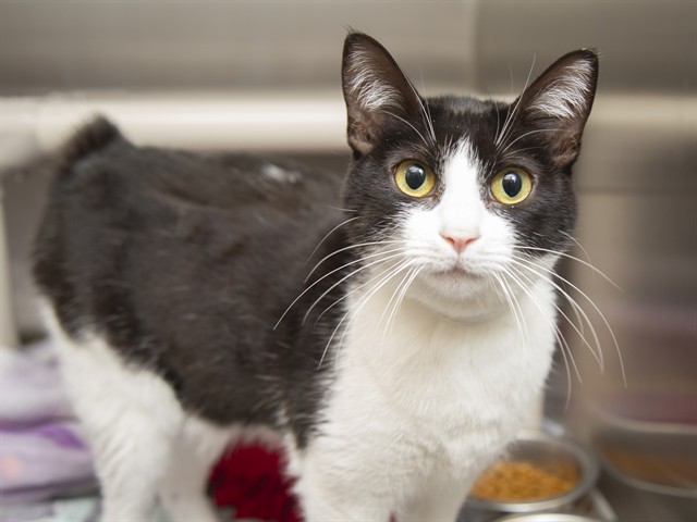 Shelter Stray Female Cat last seen Near BLOCK N 13TH ST, Phoenix, AZ 85008