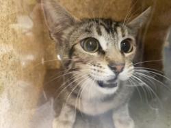 Shelter Stray Female Cat last seen , Los Angeles, CA 90047