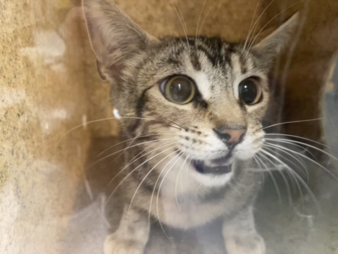 Shelter Stray Female Cat last seen , Los Angeles, CA 90047