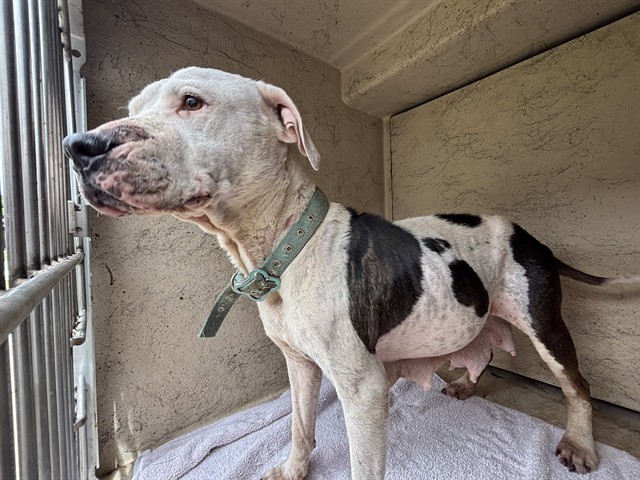 Shelter Stray Female Dog last seen S SANTA FE AVE / SE 39TH ST, Oklahoma City, OK 73129
