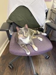 Found/Stray Female Cat last seen By EVO Coffee Co in Elizabethtown, PA, Elizabethtown, PA 17022