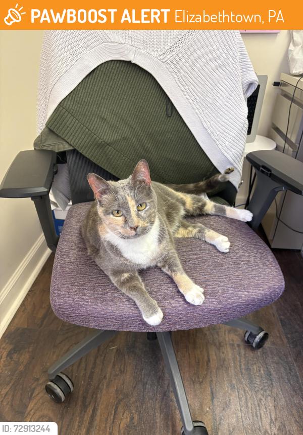 Found/Stray Female Cat last seen By EVO Coffee Co in Elizabethtown, PA, Elizabethtown, PA 17022