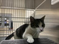 Shelter Stray Female Cat last seen Near BLOCK S SENECA ST, WICHITA KS 67217, Wichita, KS 67219