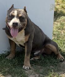 Lost Male Dog last seen Hwy 222 Middlesex NC , Johnston County, NC 27557