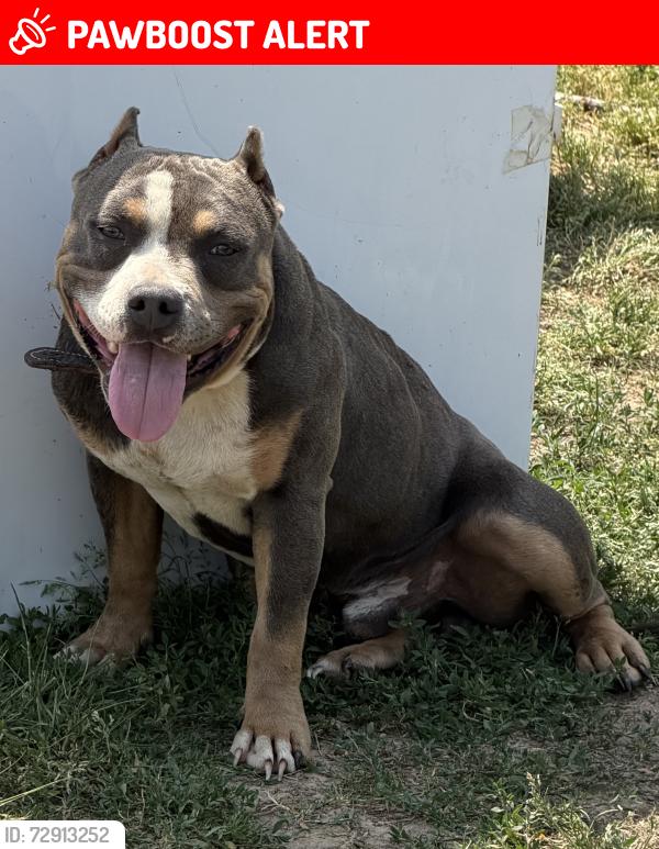 Lost Male Dog last seen Hwy 222 Middlesex NC , Johnston County, NC 27557