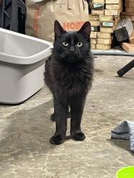 Found/Stray Male Cat last seen Winco Foods, Puyallup, WA 98375