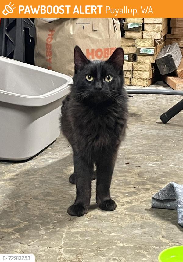 Found/Stray Male Cat last seen Winco Foods, Puyallup, WA 98375