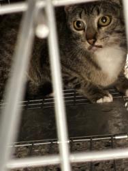 Shelter Stray Female Cat last seen Near BLOCK PEARL ST, Brighton, CO 80601