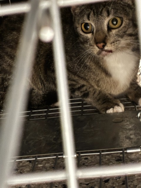 Shelter Stray Female Cat last seen Near BLOCK PEARL ST, Brighton, CO 80601