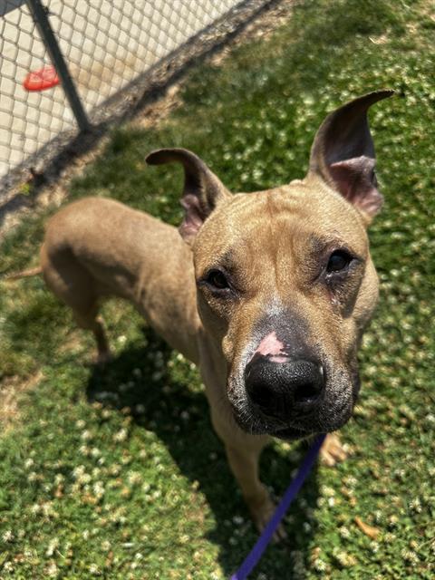 Shelter Stray Female Dog last seen CHARLOTTE, 8315 Byrum Dr, Charlotte, NC 28217, USA