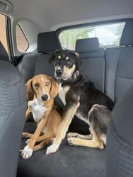 Reunited Male Dog last seen Near the Hub gym on Main Street BA, Broken Arrow, OK 74012