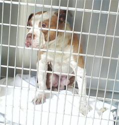 Shelter Stray Male Dog last seen , Fayetteville, NC 28306