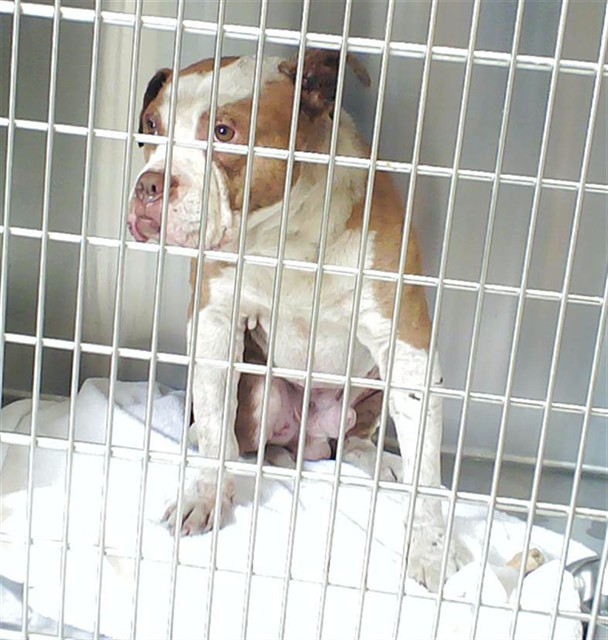 Shelter Stray Male Dog last seen , Fayetteville, NC 28306