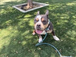 Shelter Stray Male Dog last seen , Chatsworth, CA 91311