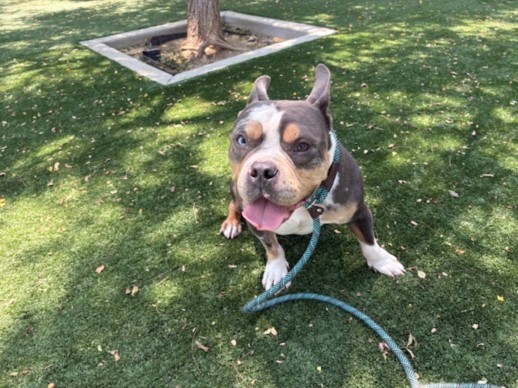 Shelter Stray Male Dog last seen , Chatsworth, CA 91311