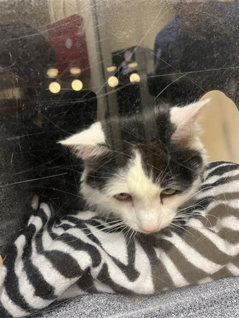 Shelter Stray Male Cat last seen RIO LOMA WAY & VETCH WAY, Sacramento, CA 95818