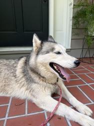 Reunited Female Dog last seen Lake tobesofkee , Bibb County, GA 31220