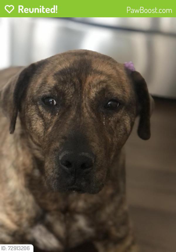 Reunited Female Dog last seen Near Bardwell Rd, Greensboro, NC 27410, USA, Greensboro, NC 27410