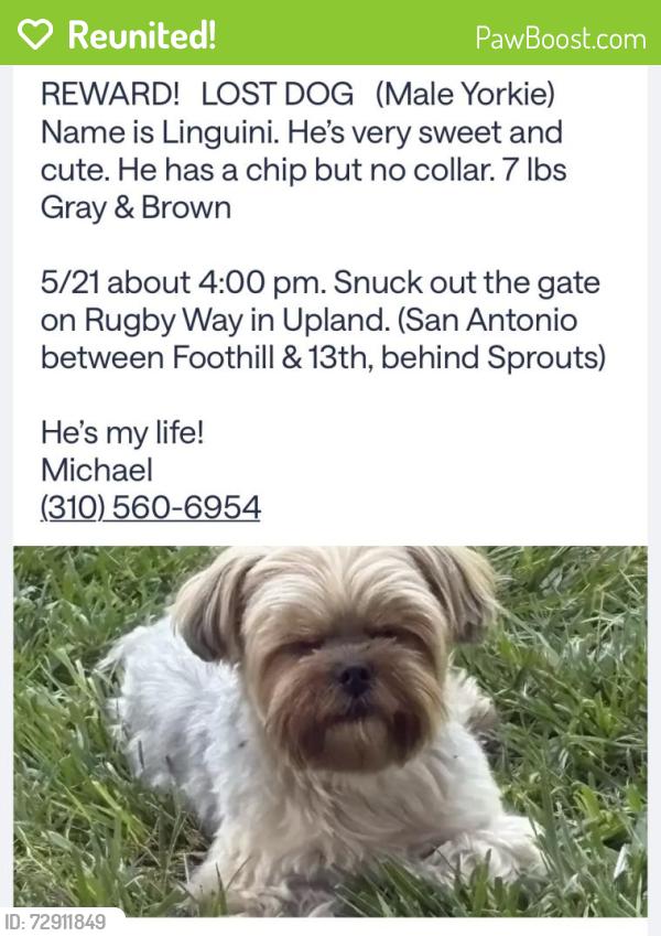 Reunited Male Dog last seen Near Rugby Way, Upland, CA 91786, USA, Upland, CA 91786
