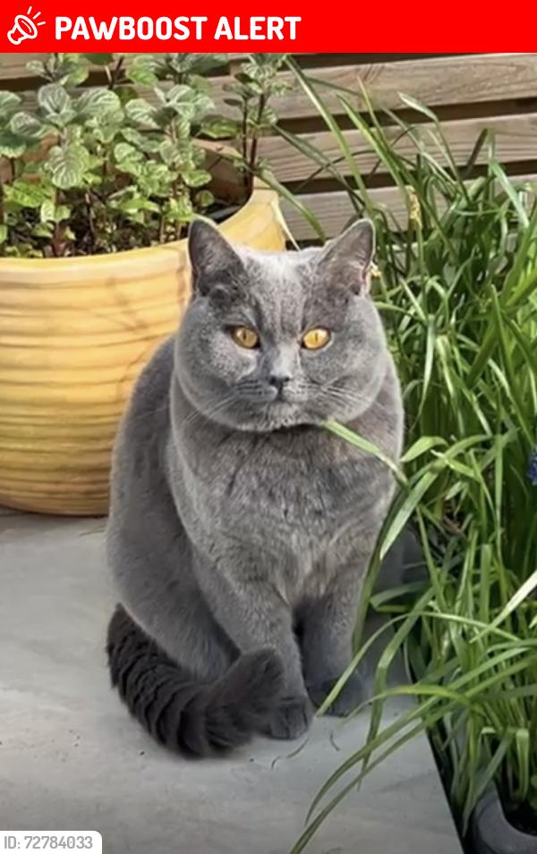 Lost Female Cat last seen gardens of Leahurst Road, Manor Park side, Greater London, England SE13 5HX