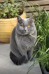 Lost Female Cat last seen gardens of Leahurst Road, Manor Park side, Greater London, England SE13 5HX