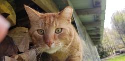 Lost Male Cat last seen woodhaven church, Byron Center, MI 49315