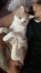 Reunited Male Cat last seen Cherry Creek Drive and Mississippi, Denver, CO 80246