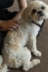 Lost Male Dog last seen Callaghan and Ingram , San Antonio, TX 78228