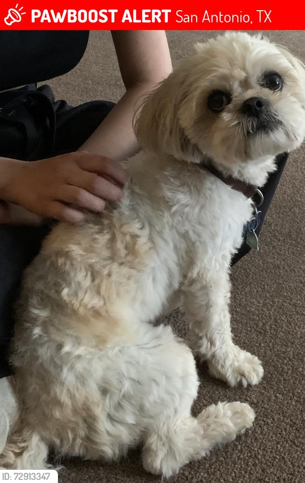 Lost Male Dog last seen Callaghan and Ingram , San Antonio, TX 78228