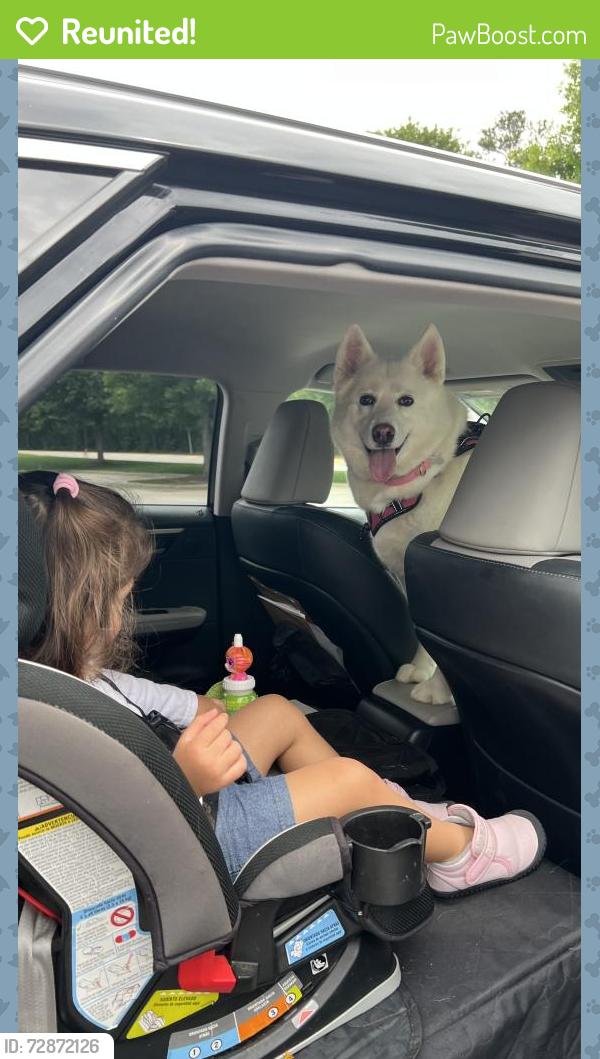 Reunited Female Dog last seen Last scene Euchee Trail heading towards Canterbury, Grovetown, GA 30813