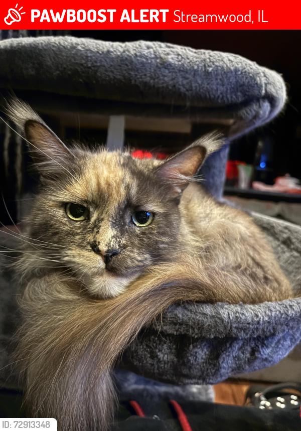 Lost Female Cat last seen Ascot lane streamwood , Streamwood, IL 60107