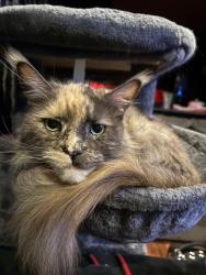 Lost Female Cat last seen Ascot lane streamwood , Streamwood, IL 60107