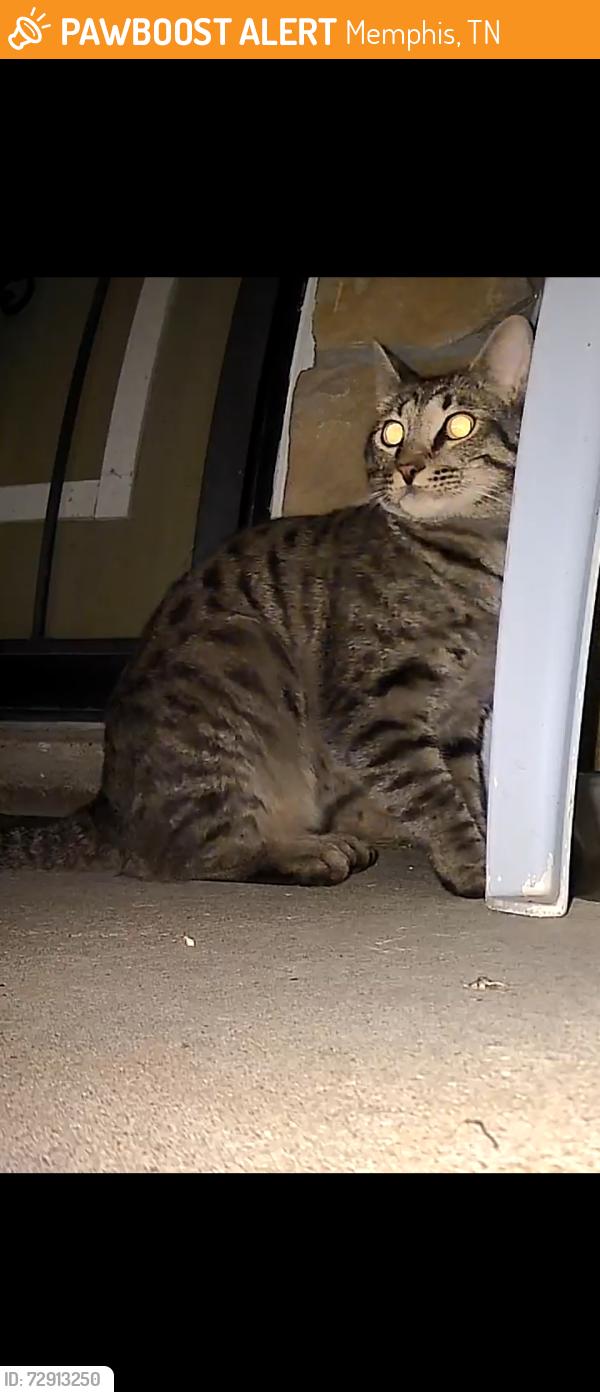 Found/Stray Unknown Cat last seen Forest Hill Funeral Home and Memorial Park East , Memphis, TN 38133