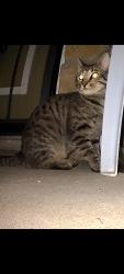 Found/Stray Unknown Cat last seen Forest Hill Funeral Home and Memorial Park East , Memphis, TN 38133