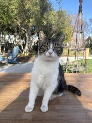 Lost Male Cat last seen Mathilda& Innovation- treehouse hotel, Sunnyvale, CA 94089