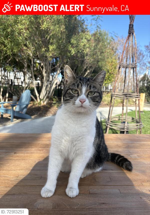 Lost Male Cat last seen Mathilda& Innovation- treehouse hotel, Sunnyvale, CA 94089
