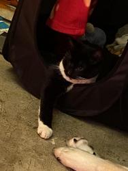 Lost Male Cat last seen Durnover court , Dorset, England DT1 1LJ
