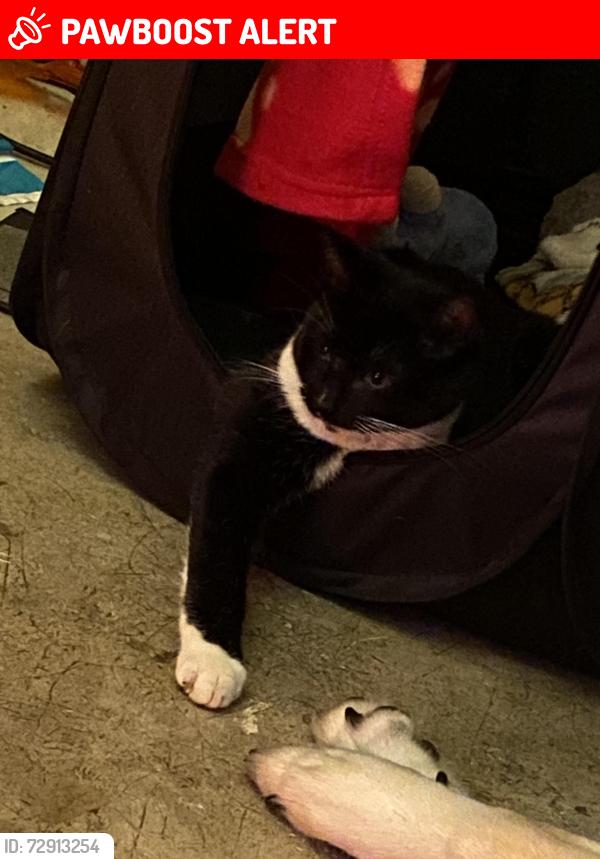 Lost Male Cat last seen Durnover court , Dorset, England DT1 1LJ