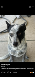 Lost Male Dog last seen Bakersfield ca , Bakersfield, CA 93301