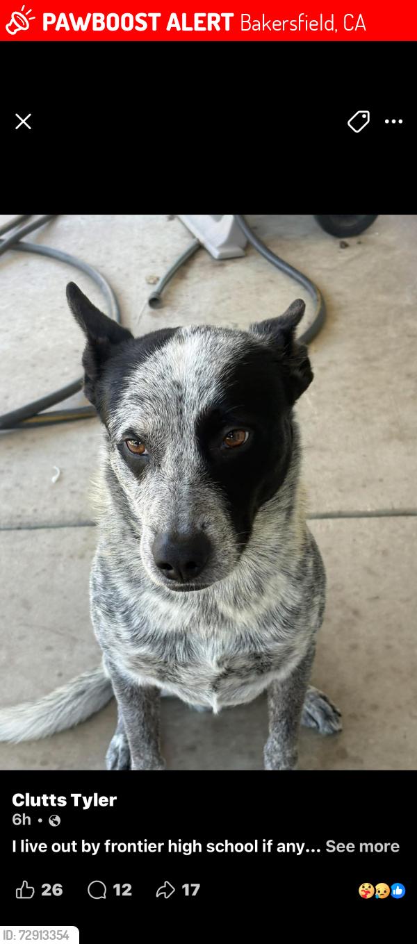 Lost Male Dog last seen Bakersfield ca , Bakersfield, CA 93301